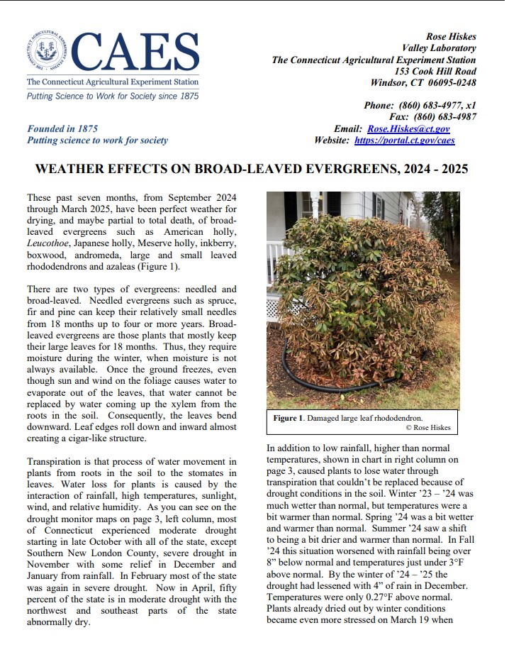 the first page of weatjer effects pm brpad-;eaved evergreems