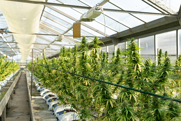 image-cannabis-004