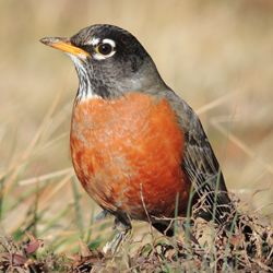 The State Bird