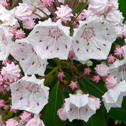 The State Flower