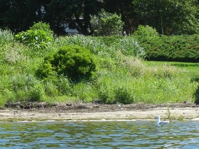 coastal planting image