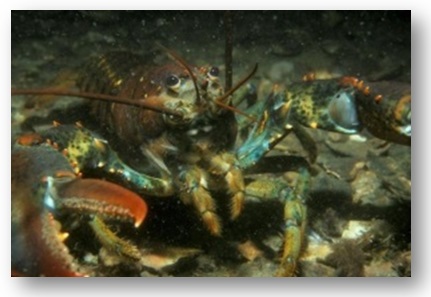 American lobster
