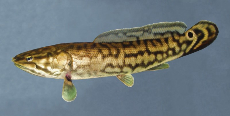 26 cm bowfin in a tank.