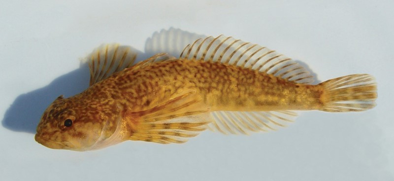 8 cm slimy sculpin.