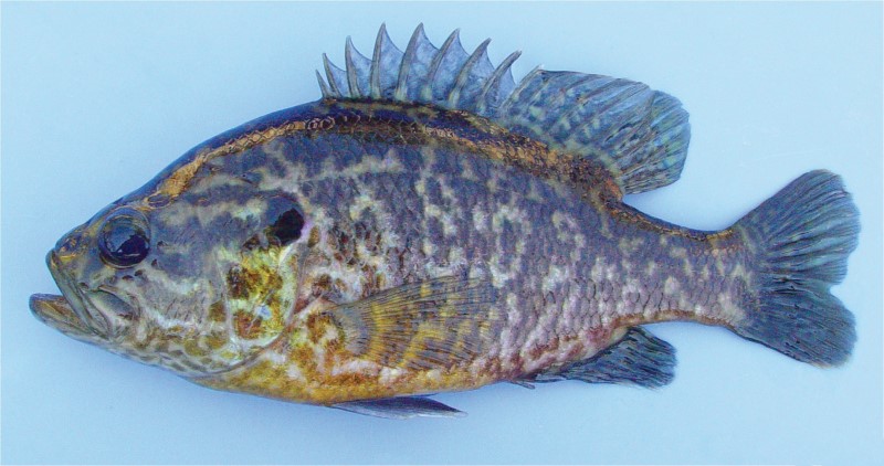 18 cm warmouth.