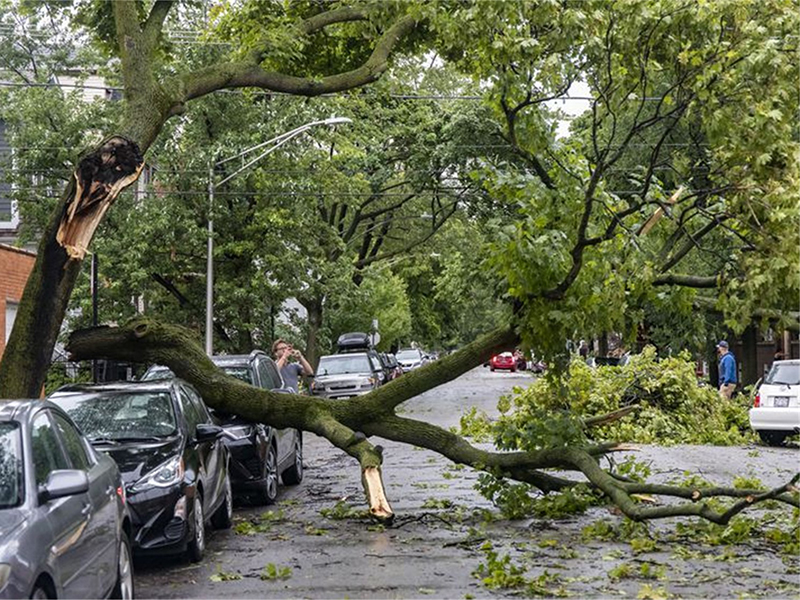tree damage