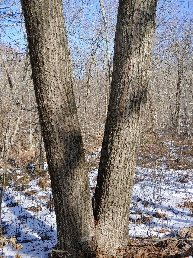 Red Oak Bark