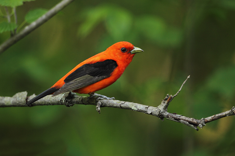 The scarlet tanager is listed as a species of greatest conservation need for the 2025 Wildlife Action Plan.