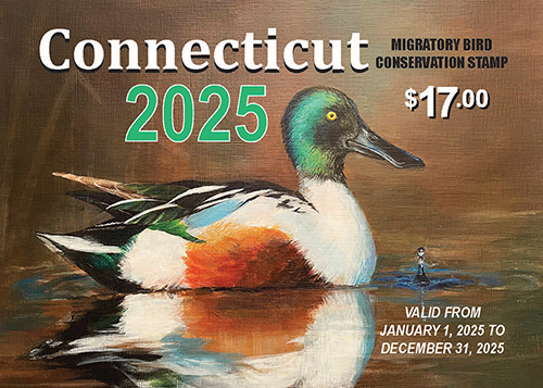 Image of the 2024 Connecticut Migratory Bird Conservation Stamp which features a long-tailed duck.