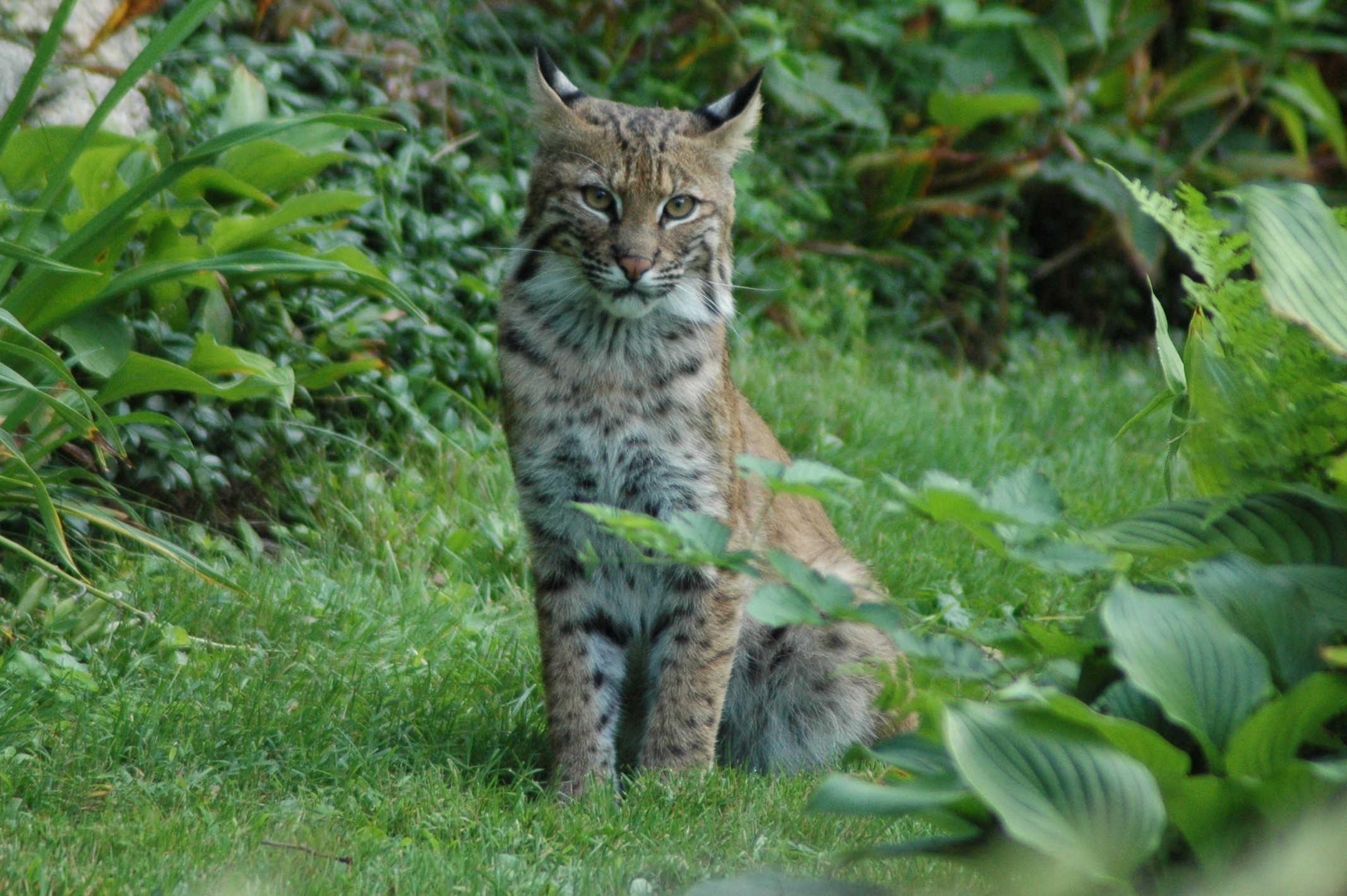 Bobcat