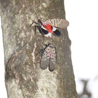Side view of adult spotted lanternfly