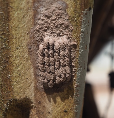 Adult spotted lanternfly with egg masses